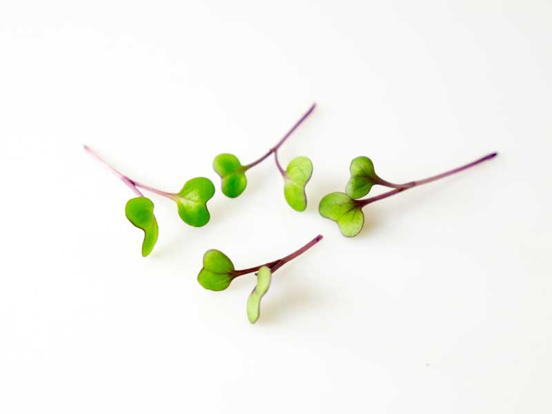 Red Cabbage Microgreens Isolated