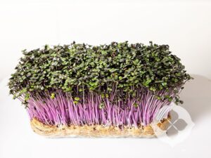Red Cabbage Microgreens | Seedmart Australia
