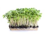 Sunflower Microgreens Isolated
