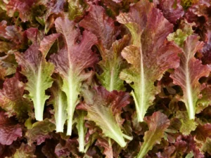 Lettuce Multileaf Coral Vegetable Seeds