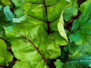 chicory-italiko-rosso-seedmart-australia