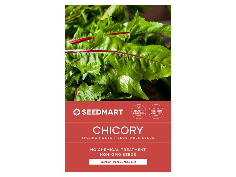 Chicory Italiko Rosso Vegetable Seeds | Seedmart