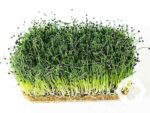 Onion Microgreens | Seedmart Australia