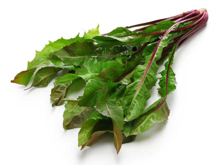 Chicory Italiko Rosso Vegetable Seeds | Non-GMO & No Chemical Treatment