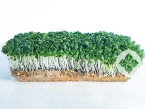 Basil microgreens | Seedmart Australia
