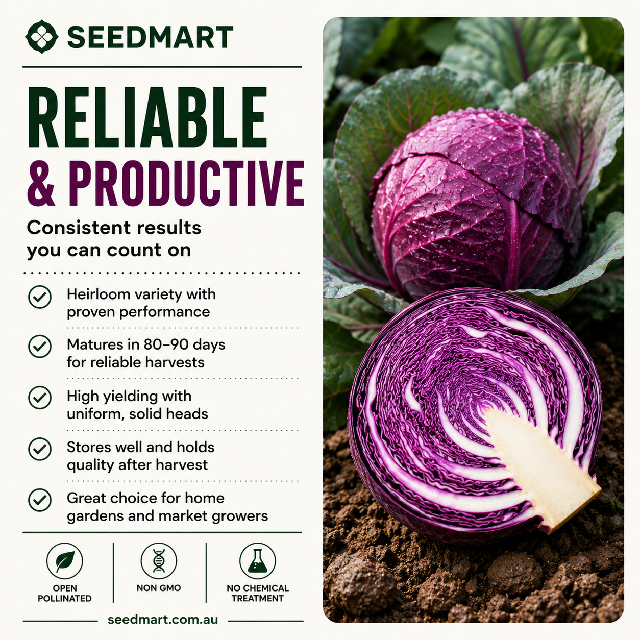 cabbage-red-acre-reliable-productive-seedmart-australia