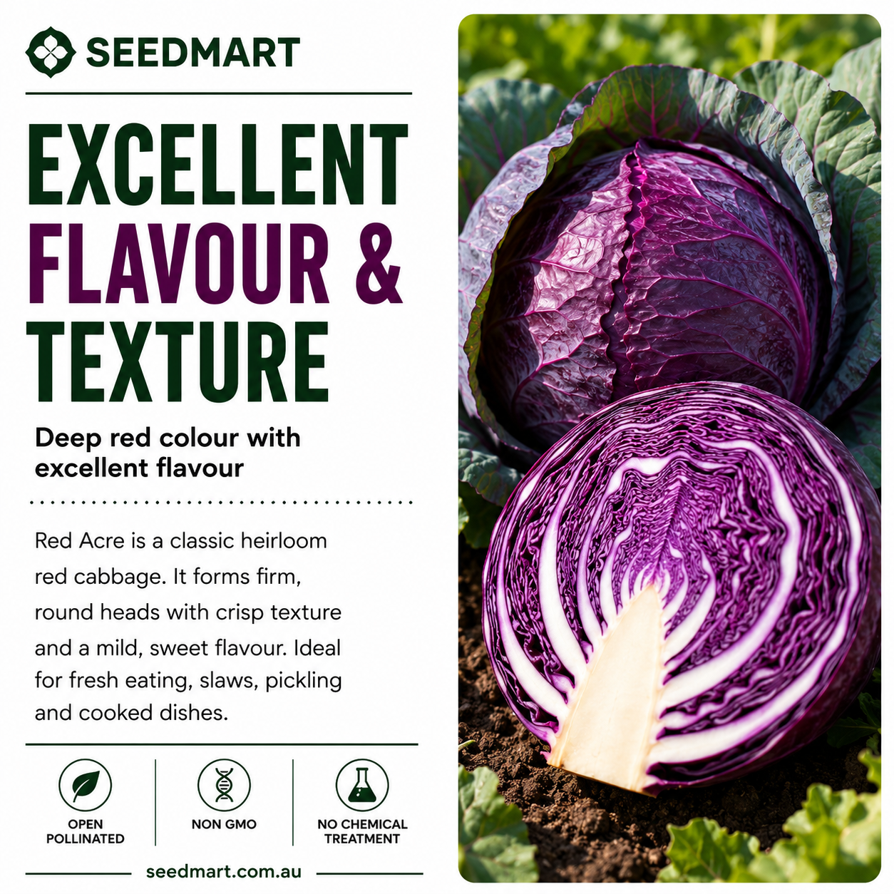 cabbage-red-acre-seeds-flavour-seedmart-australia