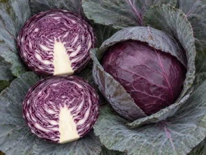 cabbage-red-acre-seeds-seedmart-australia
