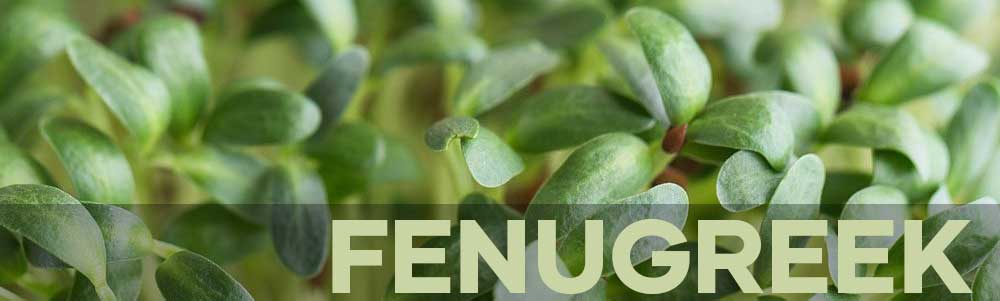 Fenugreek Microgreens Header | Header | Seedmart Australia