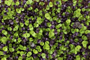 Basil Microgreen Seeds