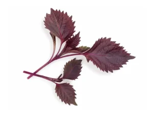 red-shiso-microgreen-seeds-isolated-seedmart-australia