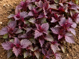 red-shiso-microgreen-seeds-seedmart-australia