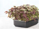 Red Shiso Microgreens | Seedmart