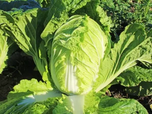 chinese-cabbage-seeds-field-seedmart-australia