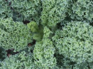 Kale Scotch Blue Curled