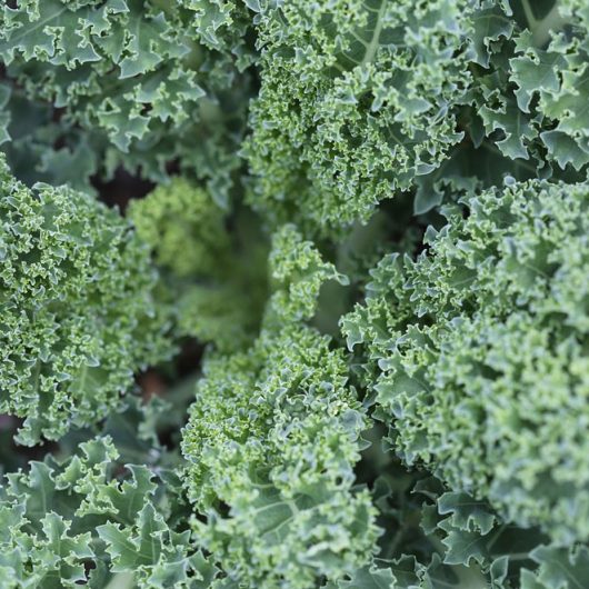 Vates Blue Curled Kale Seeds | Heirloom & Bulk