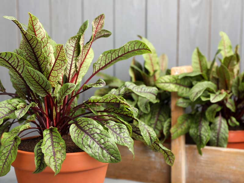 Red Veined Sorrel in Pots | Seedmart
