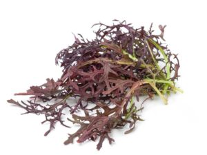 Mizuna_Purple_Vegetable_Seeds