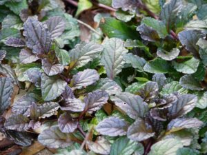 Mustard Osaka Purple Microgreen Seeds