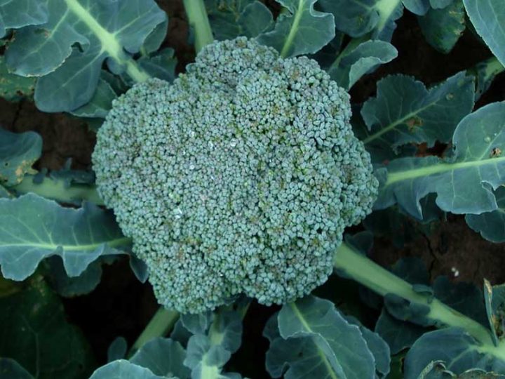 Broccoli Calabrese