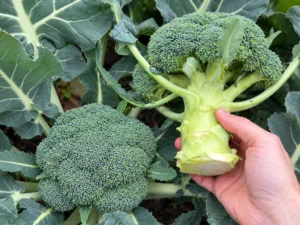 Broccoli Calabrese Seeds