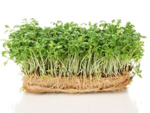 Cress Isolated | Seedmart Australia
