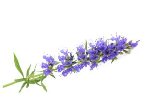 Hyssop Flower Isolated