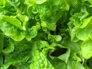 Lettuce Salad Bowl Green