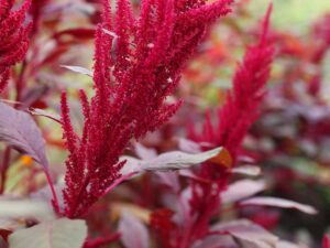 Red Garnet Amaranth