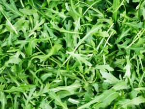 Rocket Vegetable Seeds | Bulk | Grow Microgreens or Baby Leaf