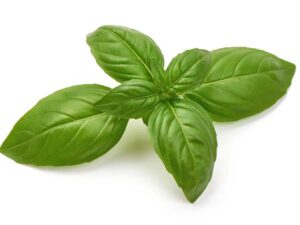 Basil Genovese Herb Isolated