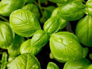 Basil Genovese Herb Closeup