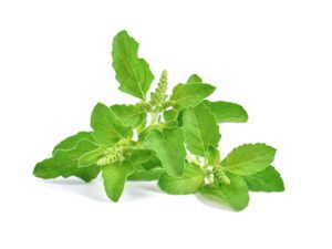 Basil Holy Tulsi | Seedmart Australia