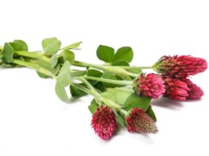 Crimson Clover Seeds | Seedmart Australia