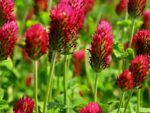 Crimson Clover | Seedmart Australia