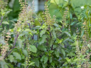 Holy Basil Tulsi