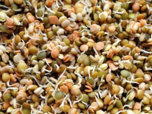 Lentil Sprouting Mix