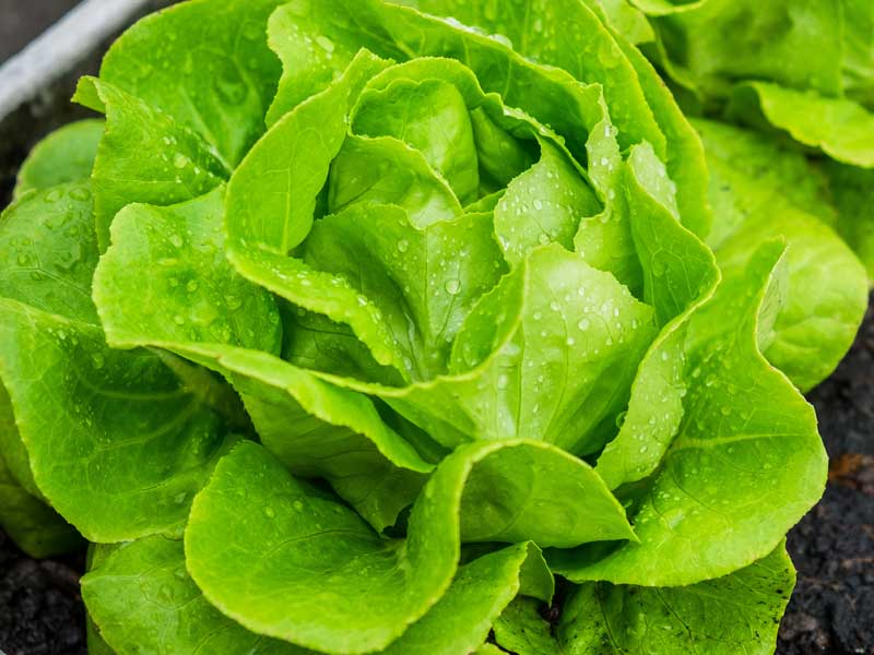 Lettuce Butterhead Attraction