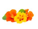 Nasturtium Jewel Mix Flower Seeds | Seedmart Australia