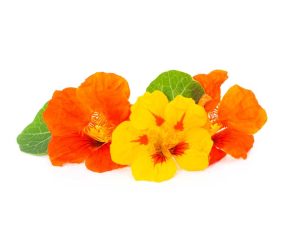 Nasturtium Jewel Mix Flower Seeds | Seedmart Australia
