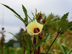 Okra Red Vegetable with Flowers