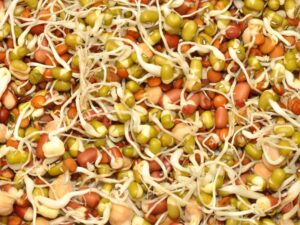 Protein Sprouting Mix