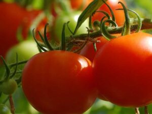 Tomato Plant