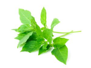 Basil Hoary Lemon Herb Seeds | Seedmart