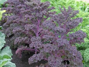 Kale Scarlet