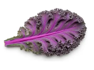 kale-scarlet-curly-seeds-seedmart-australia