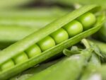 Pea Shelling