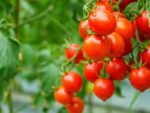 Tomato Cherry Cocktail Plant