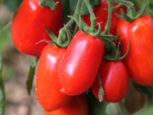 Roma Tomato