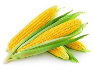 Corn Cob Isolated